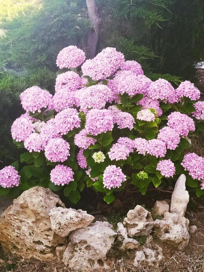 Panorama Palaiοpolis 호텔 Palaiopoli  외부 사진